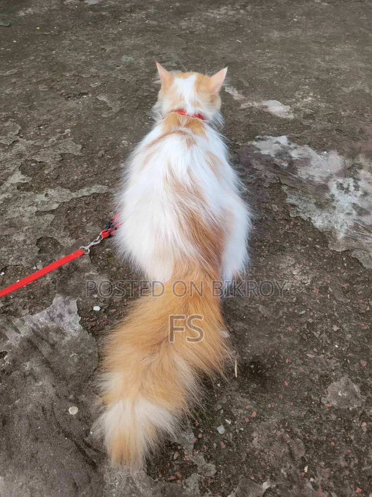 1+ Year Female Purebred Persian