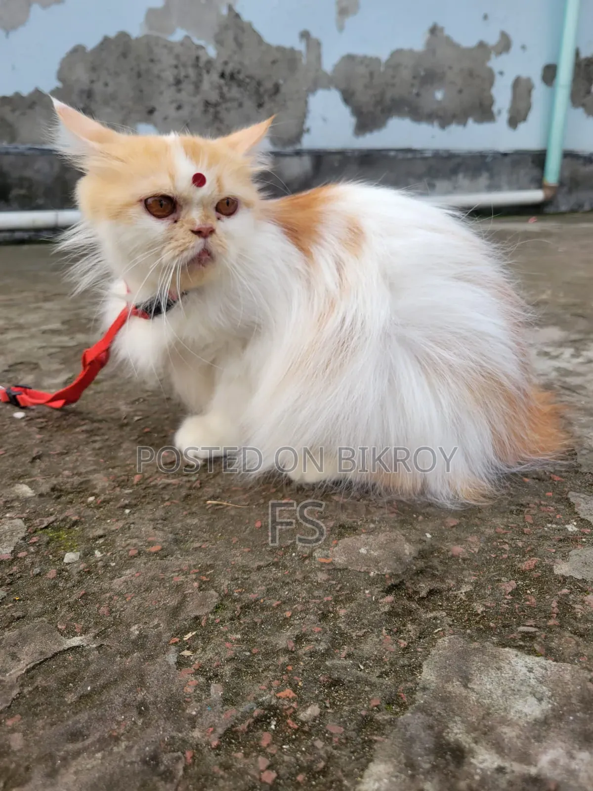 1+ Year Female Purebred Persian