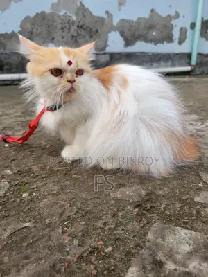1+ Year Female Purebred Persian