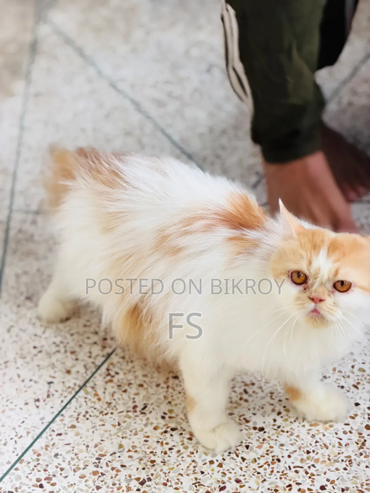 1+ Year Female Purebred Persian