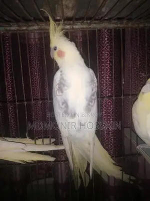 High Mutation Cockatiel White Face Pied Pearl Black Eye Top Quality