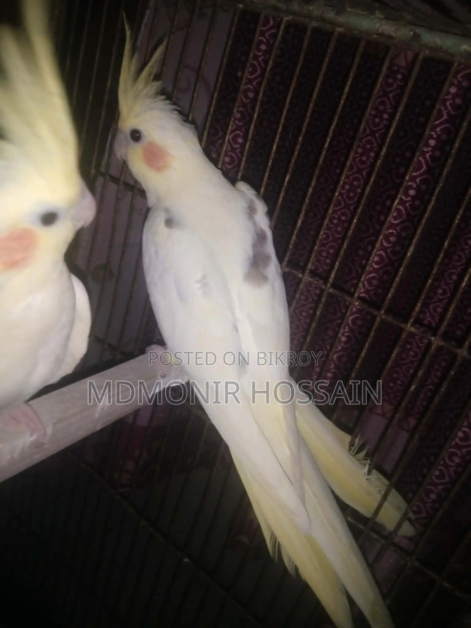 High Mutation Cockatiel White Face Pied Pearl Black Eye Top Quality
