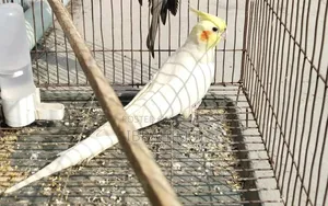 Male Cockatiel for Sale