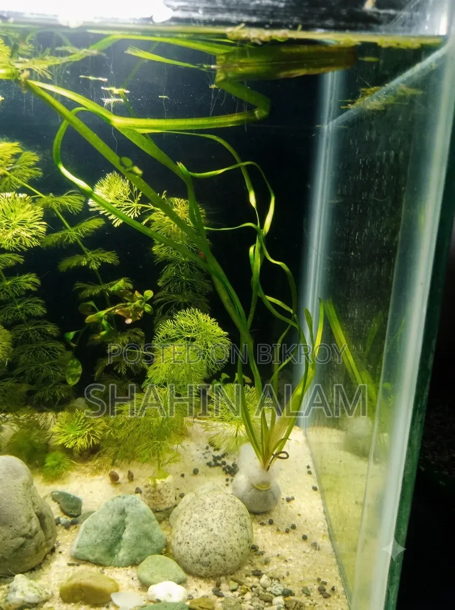 Giant Jungle Vall Aquarium Live Plant