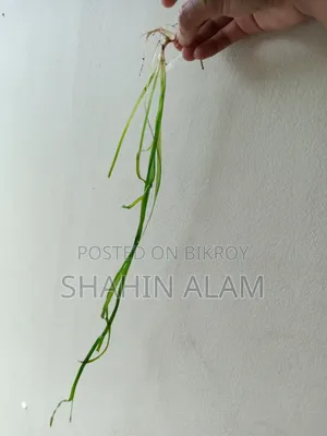 Giant Jungle Vall Aquarium Live Plant