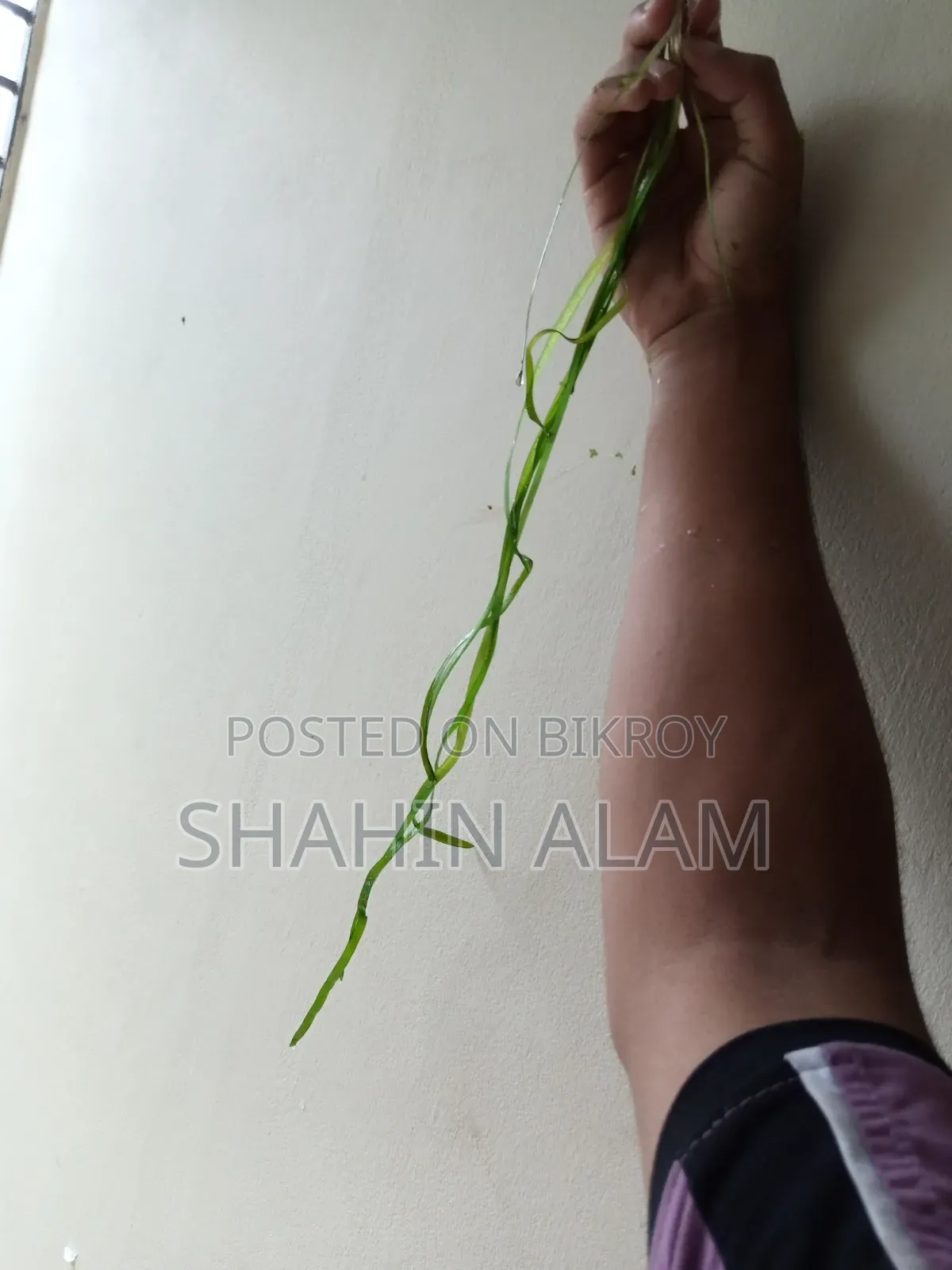 Giant Jungle Vall Aquarium Live Plant