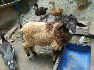 ভেড়ার পাঠা বাচ্চা