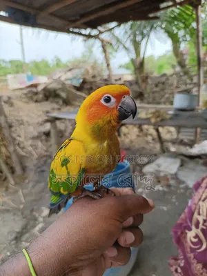 Sun Conure Bird