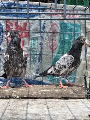 Oman Teddy Baby