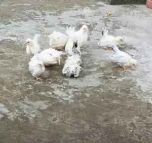 জাপানিজ বেনথাম মুরগী বাচ্চা