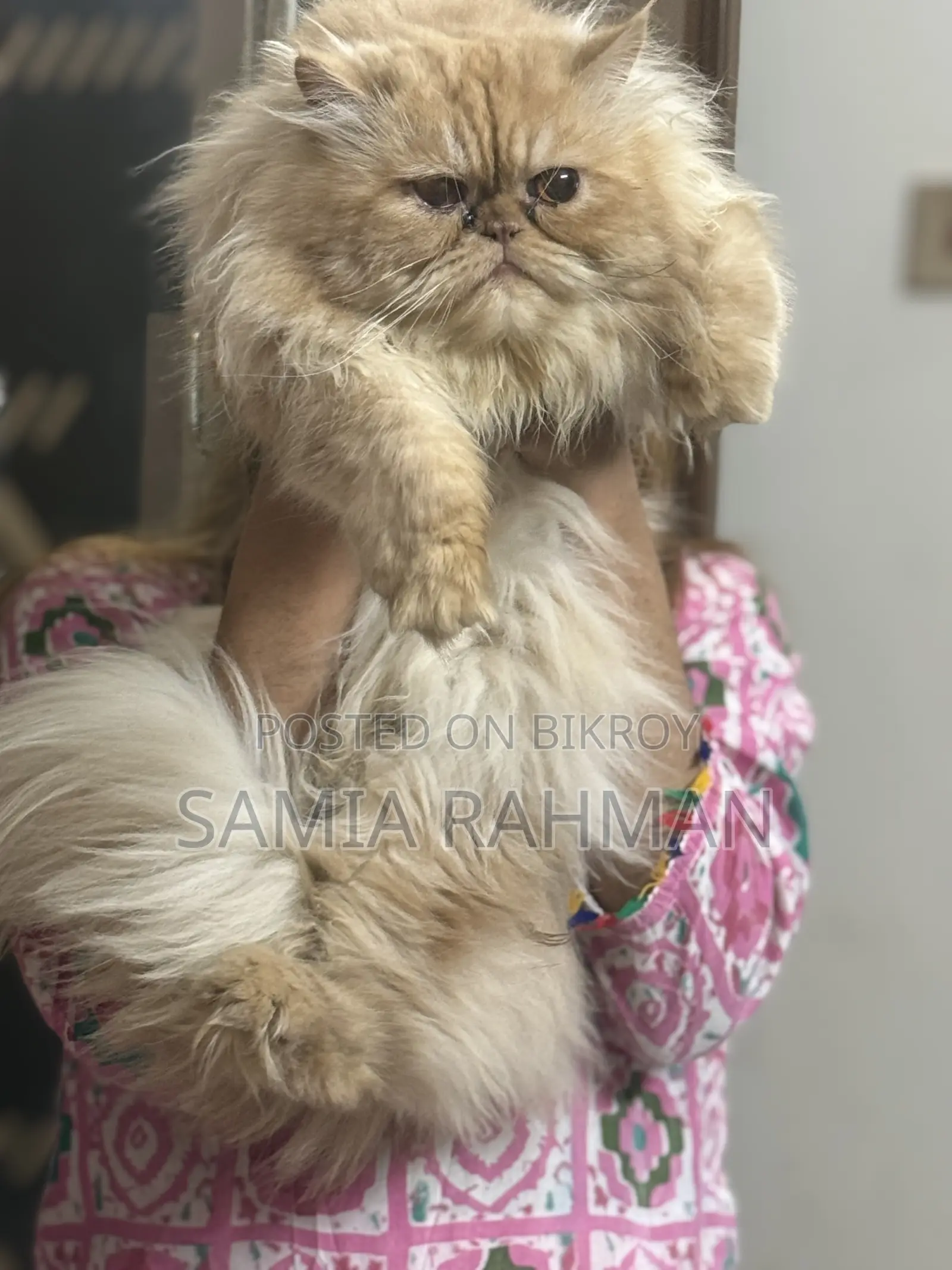1+ year Male Purebred Persian