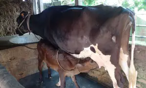 Improved breed cow number 1381.