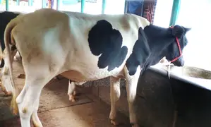 ১৩৮৩ নং উন্নত জাতের বকনা গরু ।
