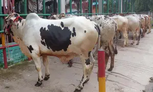 ১৩৮৪ নং ৭টি এড়ে ষাঁড় বিক্রয় হবে।