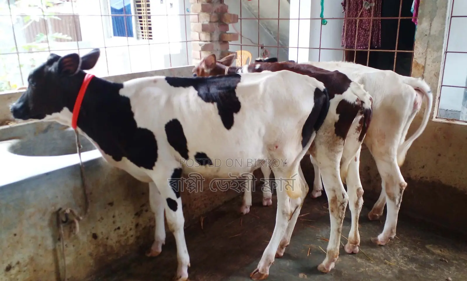 ১৩৮৫ নং ৩টি বকনা বাছুর গরু বিক্রয় হবে ।
