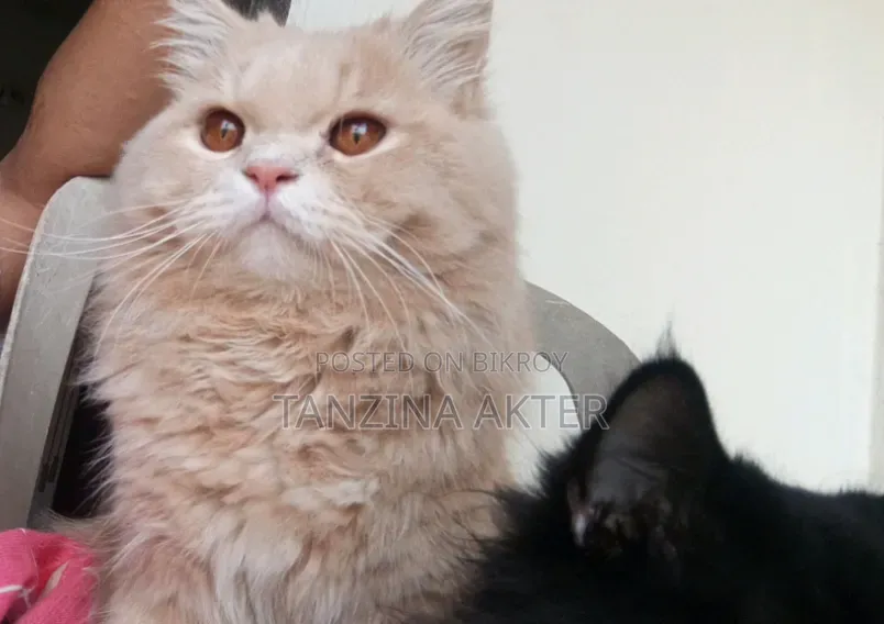1+ Year Male Purebred Persian