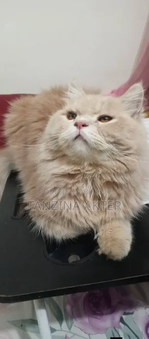 1+ Year Male Purebred Persian