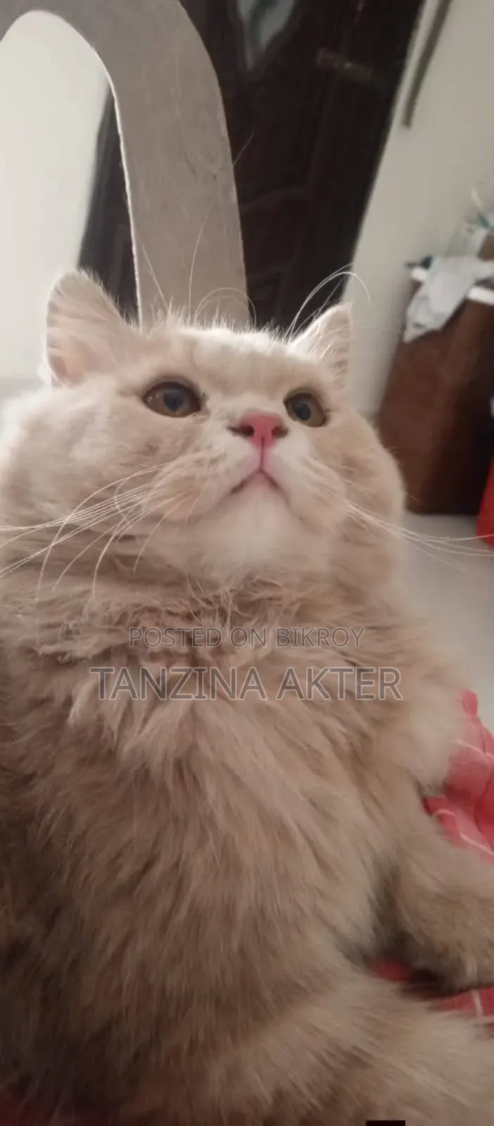 1+ Year Male Purebred Persian