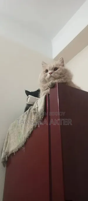 1+ Year Male Purebred Persian