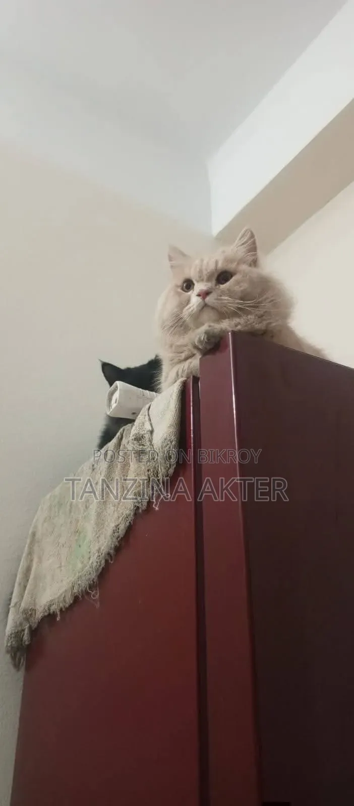 1+ Year Male Purebred Persian