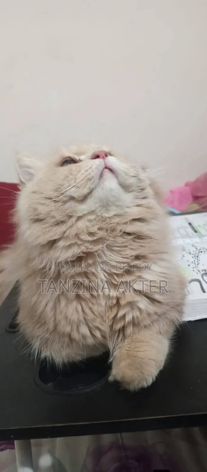 1+ Year Male Purebred Persian