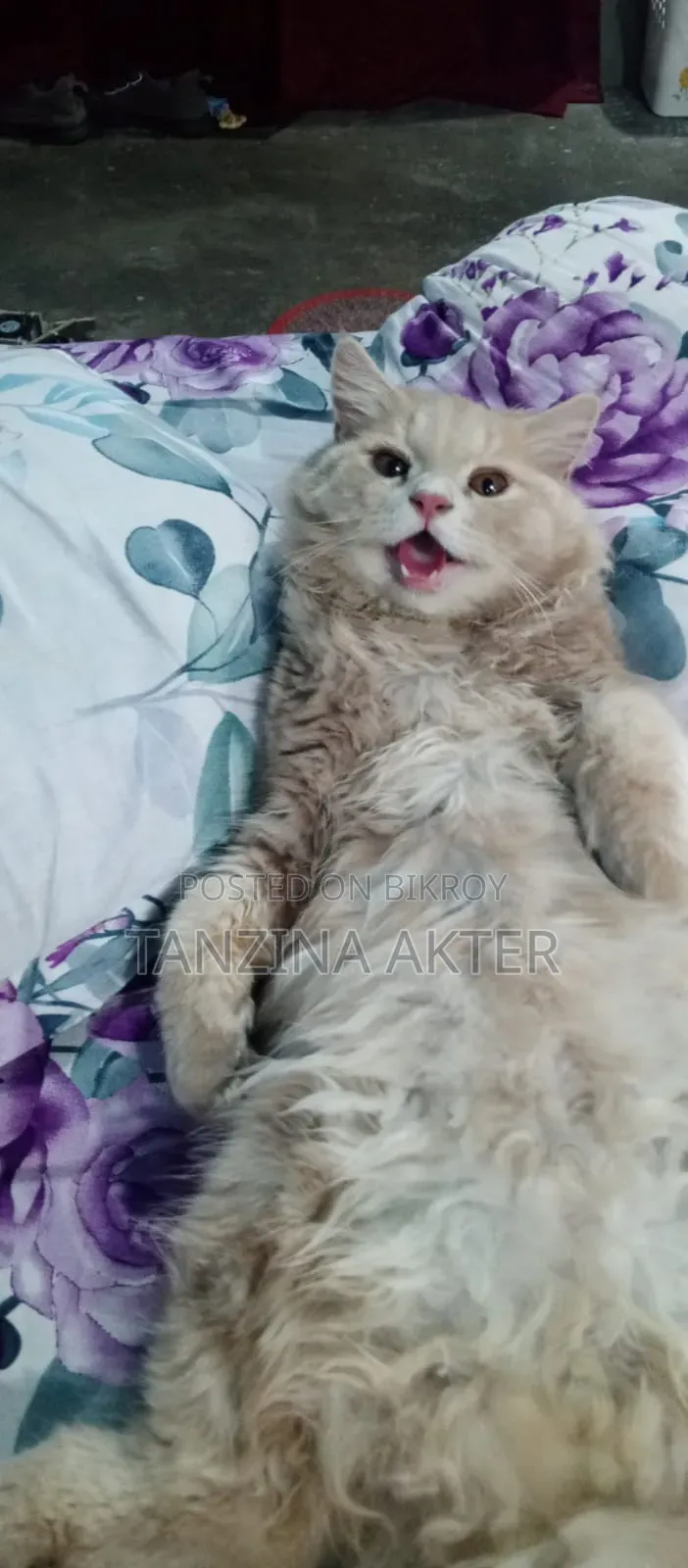 1+ Year Male Purebred Persian
