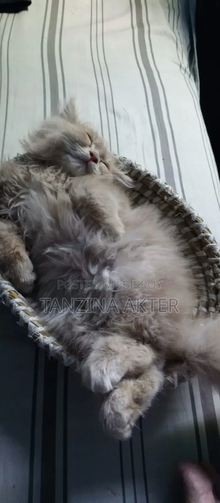 1+ Year Male Purebred Persian