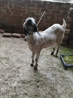 তোতাপুরি ক্রস পাঠা