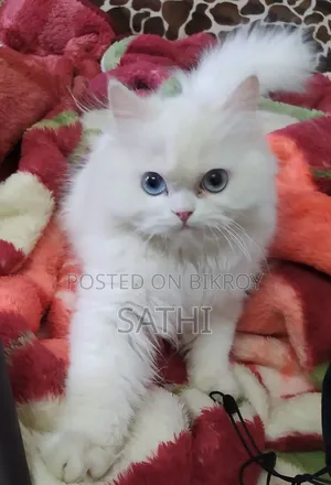 ৬-১২ মাসের মেল পিওরব্রেড পার্সিয়ান