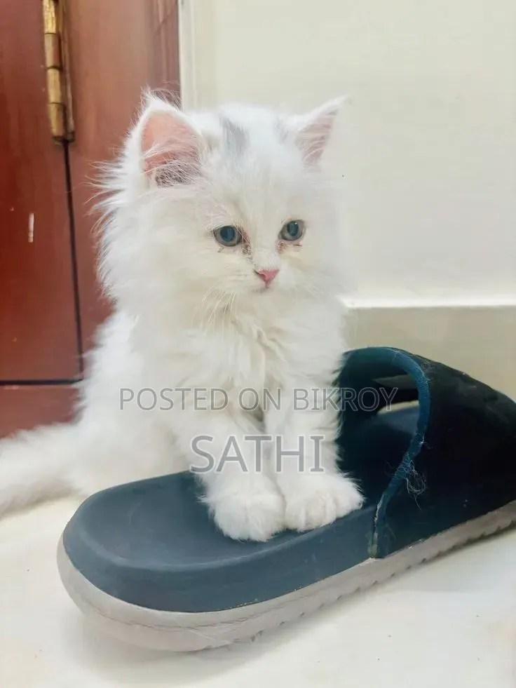 ৬-১২ মাসের মেল পিওরব্রেড পার্সিয়ান
