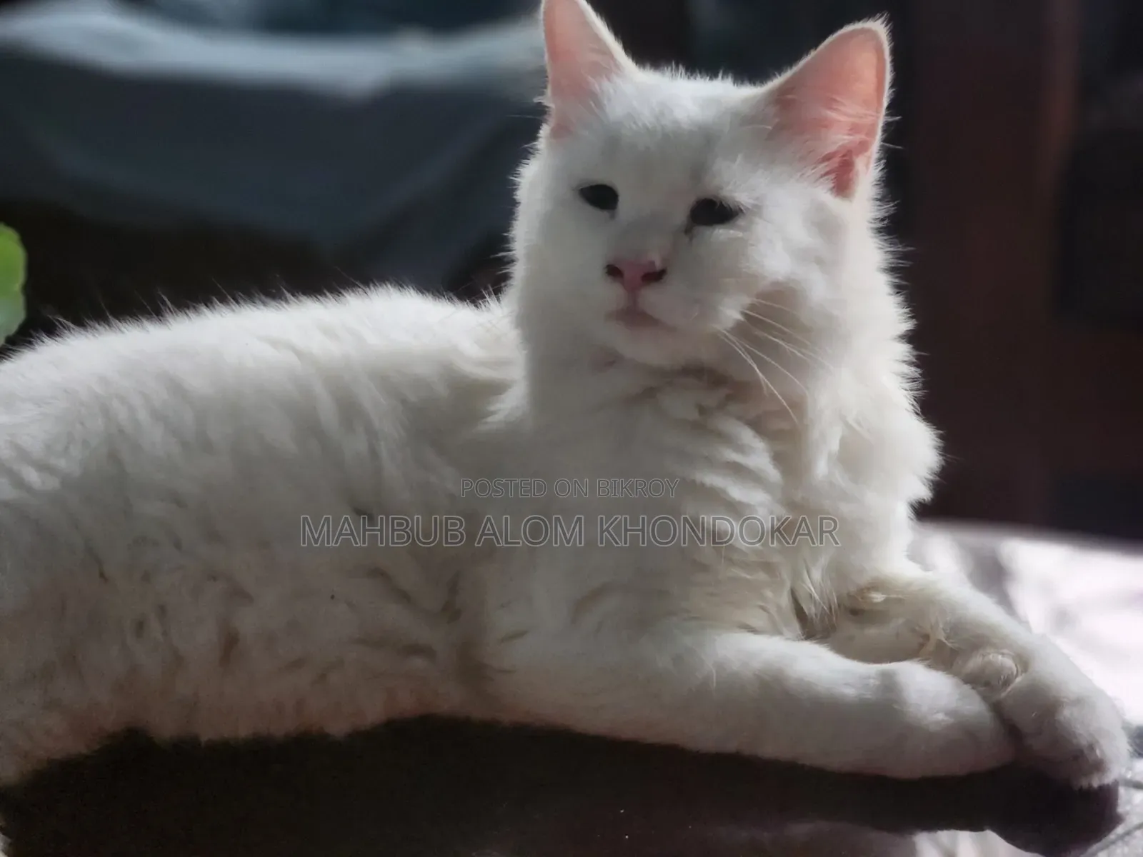 1-3 Months Female Purebred Persian
