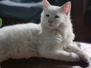 1-3 Months Female Purebred Persian