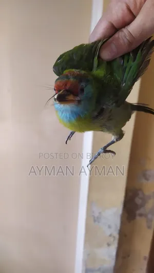 Blue Throated