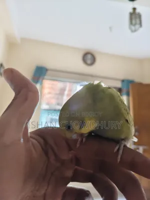 Half Tame Budgie