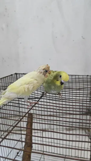 Half Tame Budgie