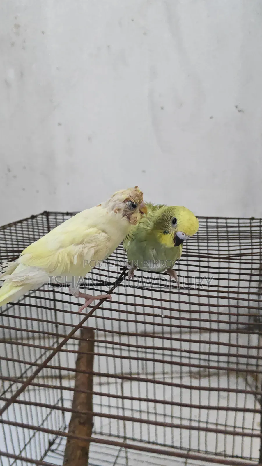 Half Tame Budgie