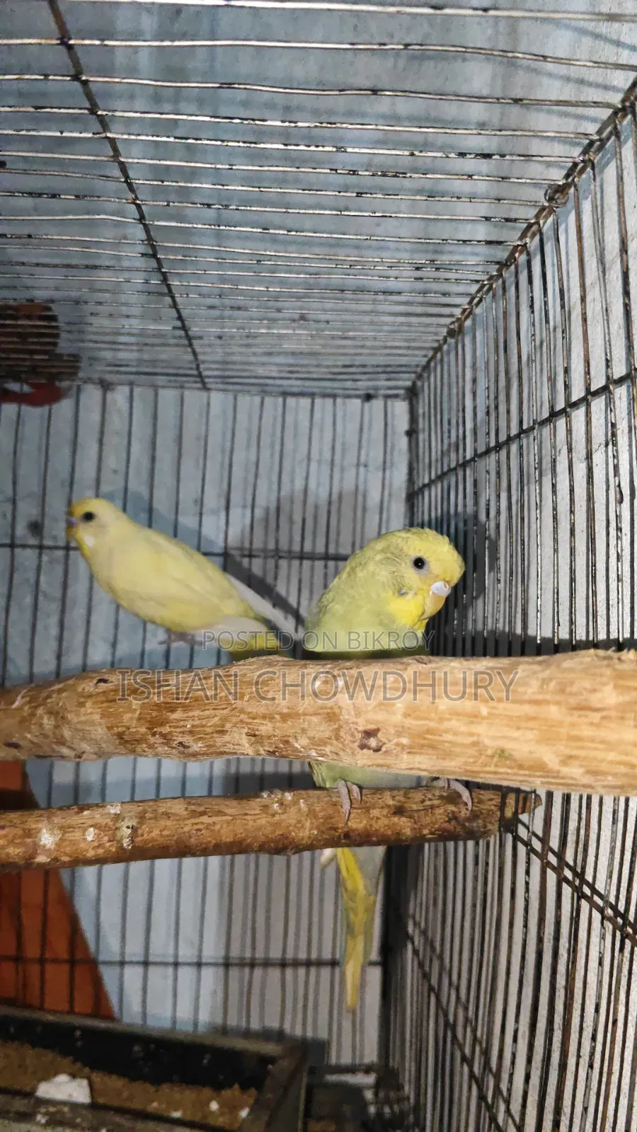Half Tame Budgie