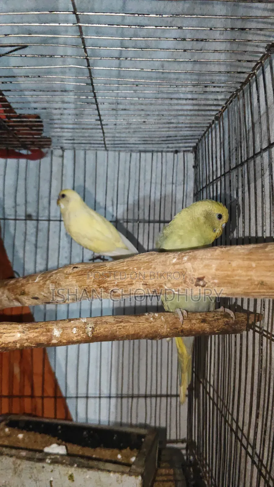 Half Tame Budgie