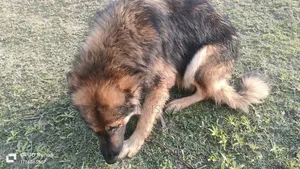 6-12 Months Male Purebred German Shepherd