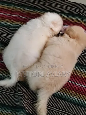 ১-৩ মাস বয়সী পুরুষ পিওরব্রেড কুকুর