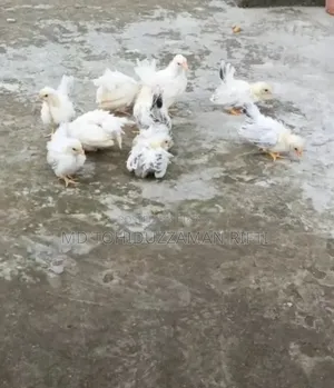 জাপানিজ বেনথাম মুরগীর বাচ্চা