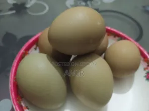 রিং নেক ফিজেন বার্ড