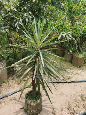 Yucca Tree