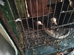 কবুতর আর বাচ্চার সেল করবো