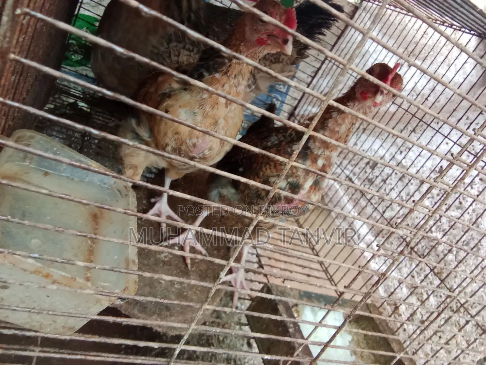 দেশি মুরগি মিডিয়াম বাচ্চা
