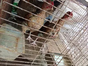 দেশি মুরগি মিডিয়াম বাচ্চা