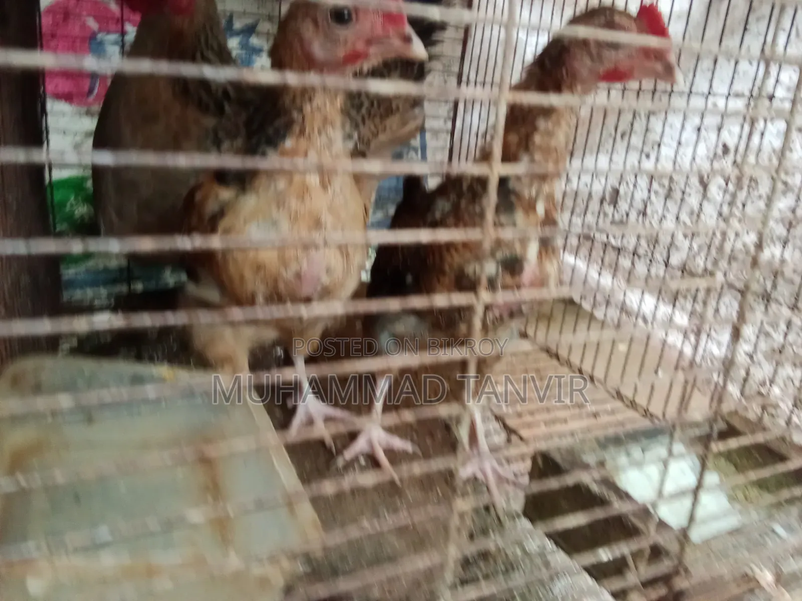 দেশি মুরগি মিডিয়াম বাচ্চা