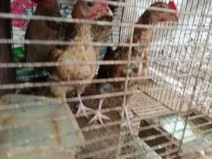 দেশি মুরগি মিডিয়াম বাচ্চা
