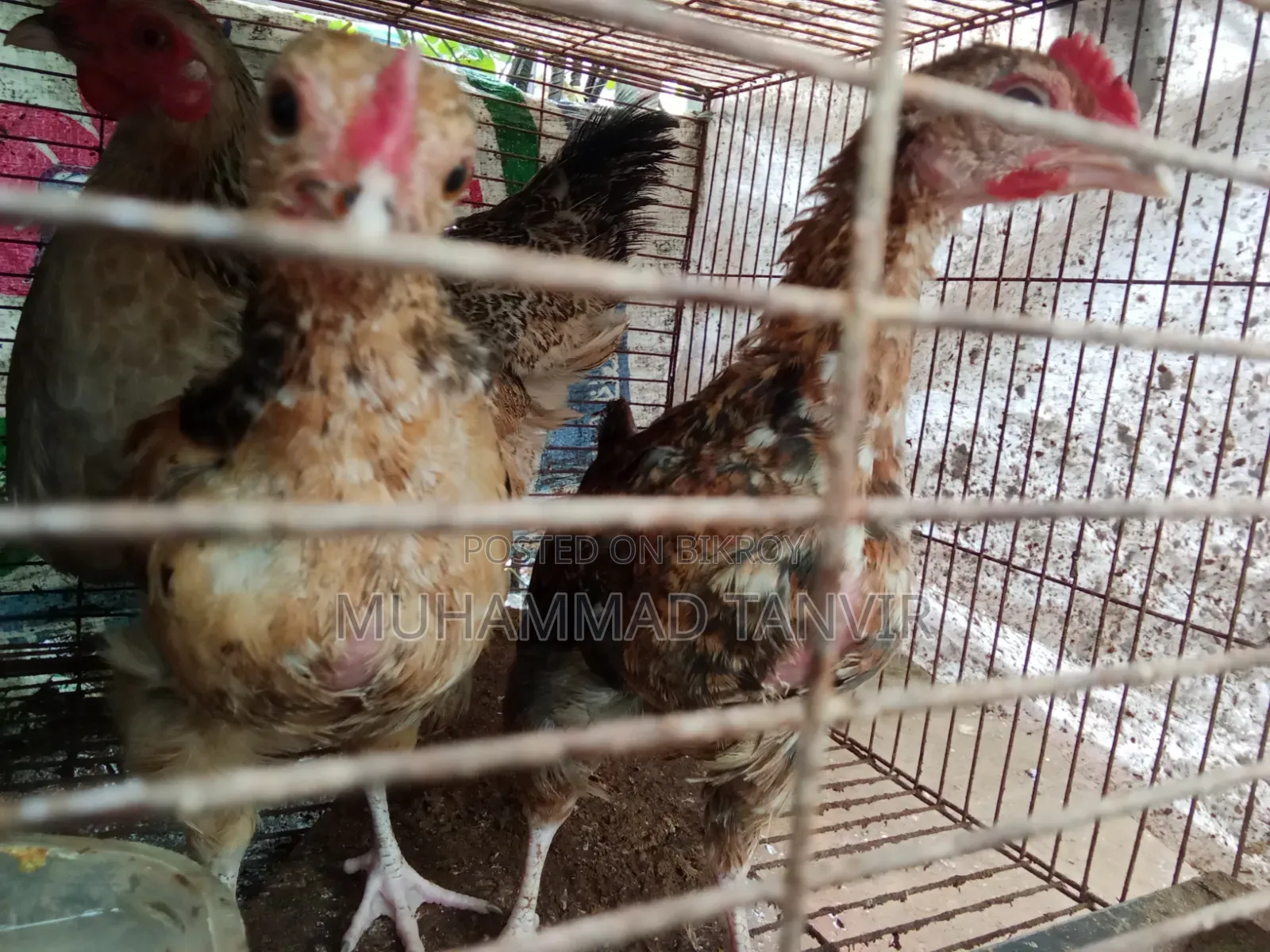 দেশি মুরগি মিডিয়াম বাচ্চা