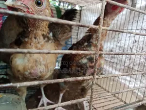 দেশি মুরগি মিডিয়াম বাচ্চা